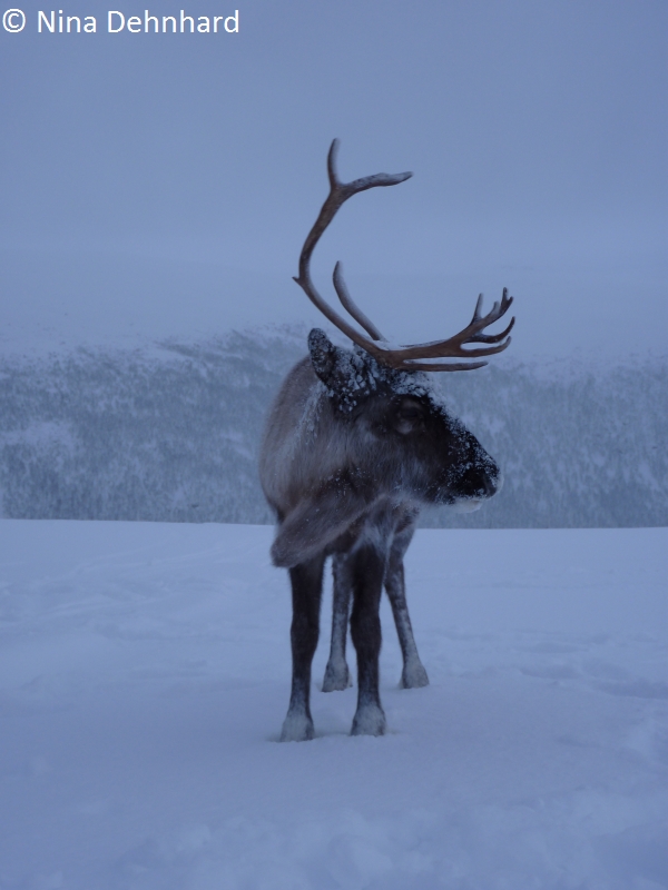 Reindeer_Tromsø