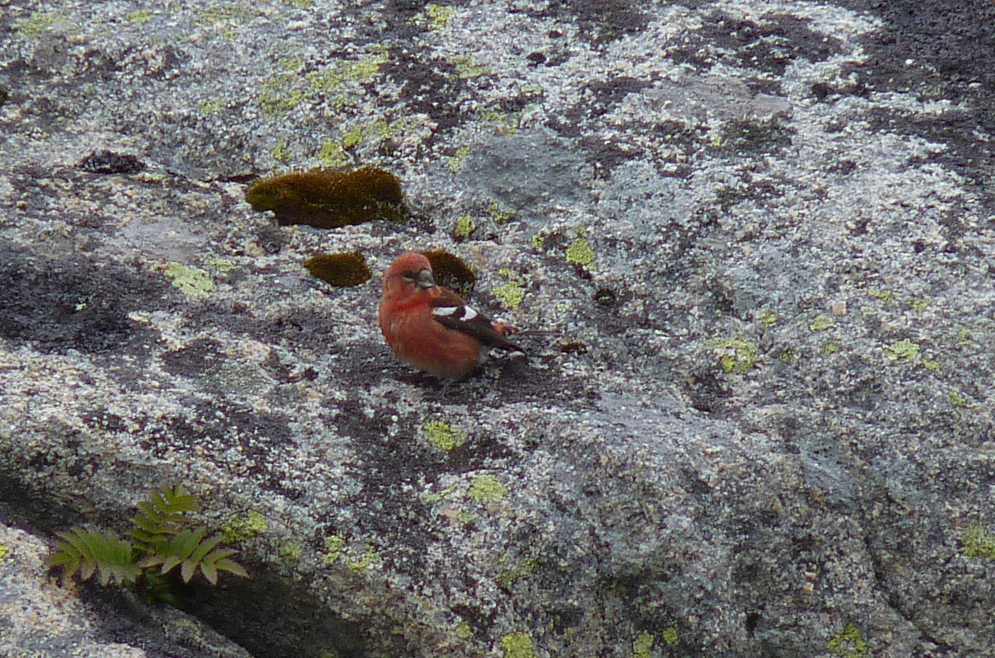 Two-barred_Crossbill