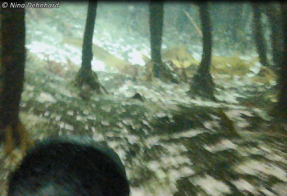 Shag_underwater_under_kelp